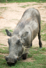 Warzenschwein in Südafrika