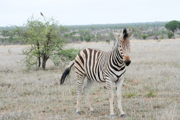 Fototapeta na wymiar Zebra in der Savanne Südafrikas