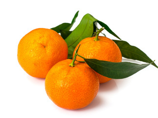 Mandarins on the branches on a white background