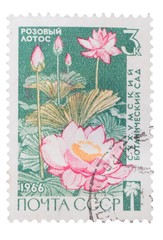 USSR - CIRCA 1966: A Stamp printed in  shows pink lotus, cir