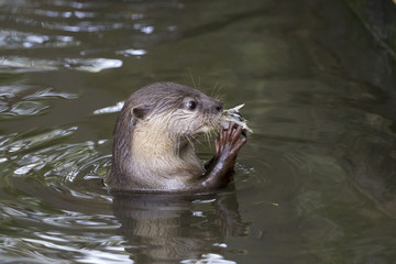 Image of an otters feeding on the water. Wild Animals.