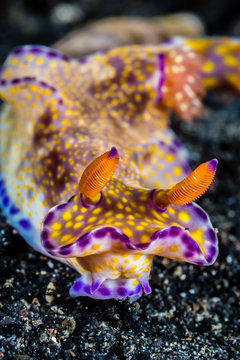 underwater macro photography of nudibranch