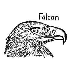 vector illustration sketch hand drawn with black lines of falcon's head isolated on white background