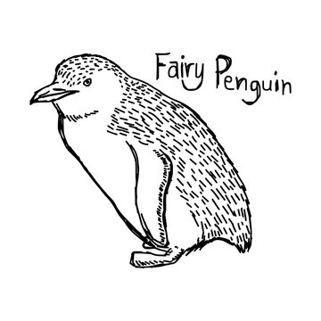 vector illustration sketch hand drawn with black lines of fairy penguin