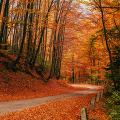 autumn alley. Beauty world Carpathians Ukraine Europe