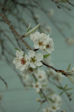 Blüten der Weidenblättrigen Birne 3