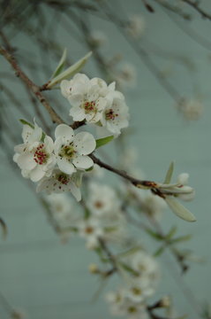 Blüten der Weidenblättrigen Birne 2