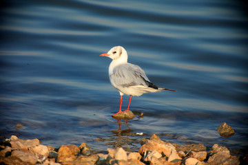 Black-headed Gull (Chroicocephalus ridibundus)