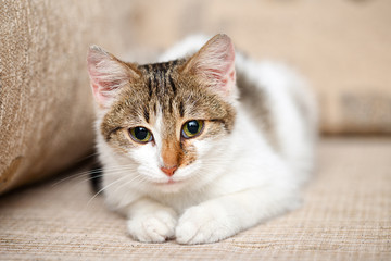 cat with green eyes looking sad into the camera
