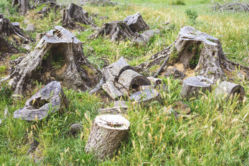 Stumps left on the ground after logging