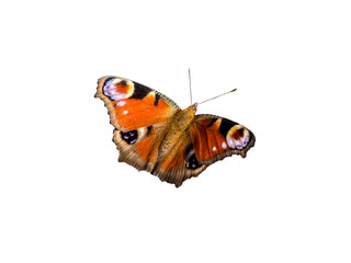 Fototapeta premium Pawi motyl odizolowywający