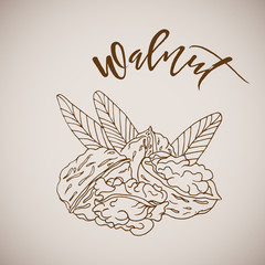 Vector illustration hand drawn sketch walnut