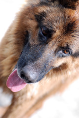 PASTOR ALEMÁN. MOJADO DE AGUA