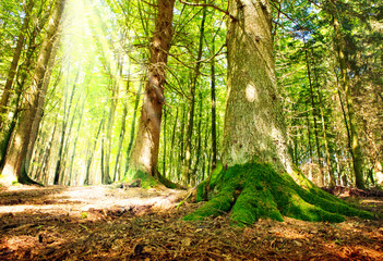 Sunlight in the green forest.