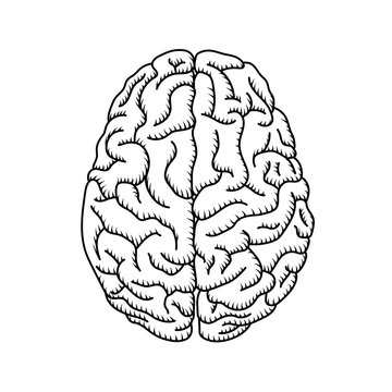 Black & white human brain line art illustration