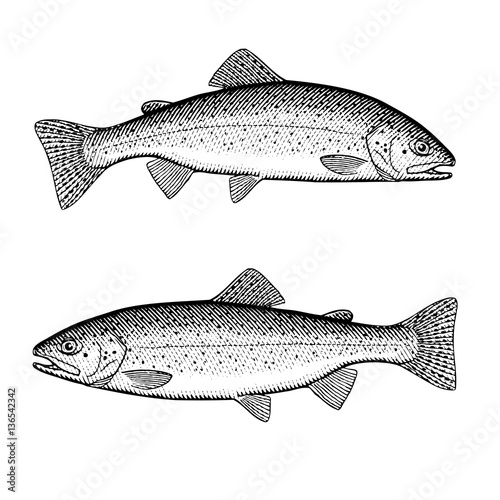 "Rainbow Trout" Stock image and royalty-free vector files on Fotolia.com - Pic 136542342