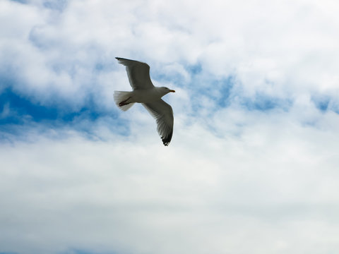 Gull in sky with clouds at summer