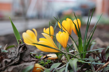 spring flower crocus