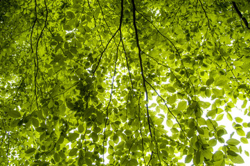 Beech tree, dark green leaves in spring-time, Austria, Lower Aus