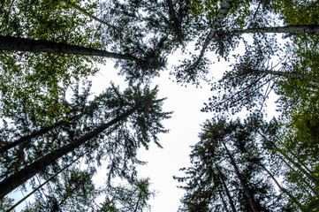 Tree impressions, coniferous forest, worms eyes view, Austria, L