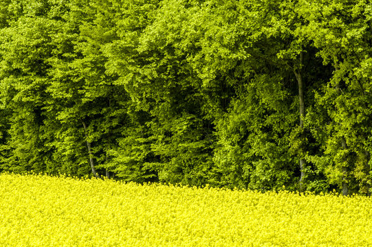 Rape field in blossom at the edge of a forest, Austria, Lower Au