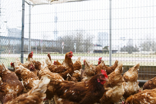 Chicken in a chicken farm in amsterdam.