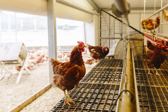 Chicken in a chicken farm in amsterdam.