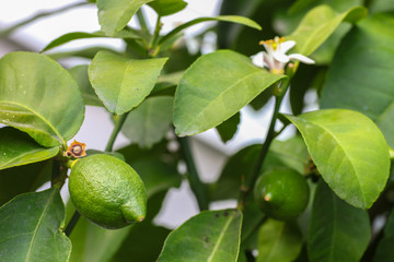 The growth of home made garden bio eco lemon