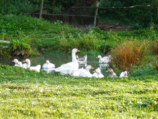 geese in the pond