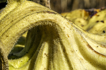 Buckled stem of a ripe sun-flower, Austria, Lower Austria, Weinv