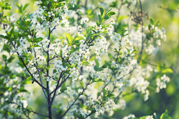 Closeup image of spring cherry blossoms background.