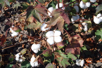 GOSSYPIUM HERBACEUM