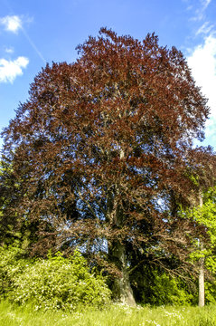 Bloodbeech tree, Czech Republic, Southern Morava, Lednice