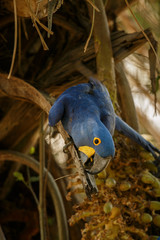hyacinth macaw on a palm tree in the nature habitat, wild brasil, brasilian wildlife, birding, biggest parrot, blue magic, palm nuts, blue © photocech