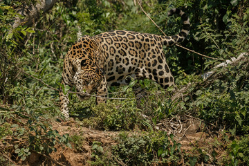 American jaguar by the river in the nature habitat, panthera onca, wild brasil, brasilian wildlife, pantanal, green jungle, big cats