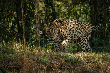 Fototapeta na wymiar American jaguar by the river in the nature habitat, panthera onca, wild brasil, brasilian wildlife, pantanal, green jungle, big cats