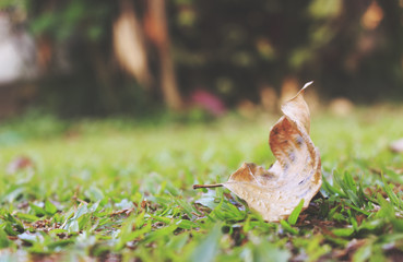 Dry leaves on the lawn with film colors tone. soft-focus in the background and over light