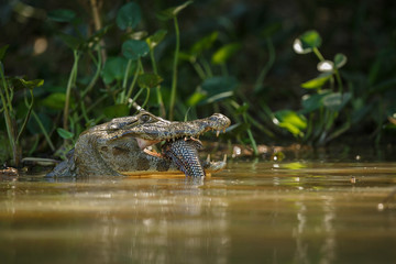 Fototapeta premium Wild caiman with fish in mouth in the nature habitat, wild brasil, brasilian wildlife, pantanal, green jungle, south american nature and wild, dangereous