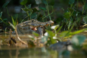 Wild caiman with fish in mouth in the nature habitat, wild brasil, brasilian wildlife, pantanal, green jungle, south american nature and wild, dangereous