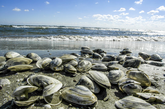 Mussels at the beach, surf, Romania, Black Sea Coast, Mamaia