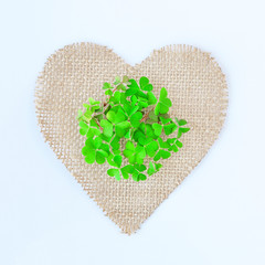 Shamrock piled in a circle. Irish symbol. Ecology concept.