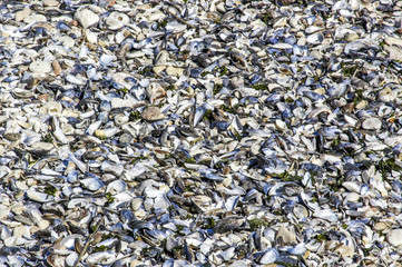 Mussel shells on the beach, Romania, Black Sea Coast, Vama Veche