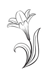 Lily flower vector icon
