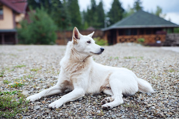 White dog lying and protecting the street.