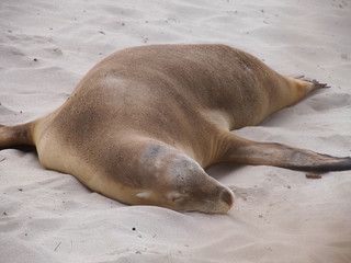 A sea lion sleeping