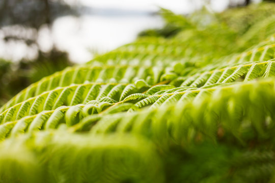 Natural background with green fern. Macro photo.