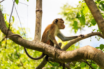 Sri-Lankan toque macaque