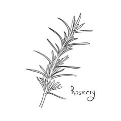 Hand drawn rosemary sketch style