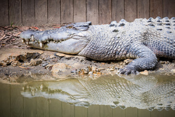 Queensland Crocodile Display