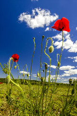 Corn poppy in blossom, Slovenia, Southern Slovenia